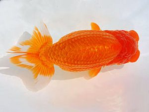 西部本部 東関脇　中島健一郎　浅口