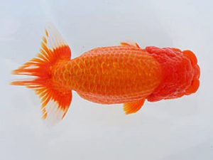 西部本部 西関脇　東　秀明　糸島