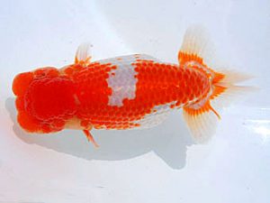 西部本部 東小結　池田陽一郎　福岡