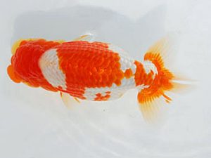 西部本部 西小結　濱田英明　那智勝浦