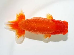 錦友会　東大関　田中康浩　豊橋市