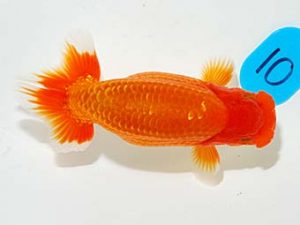 錦友会 東勧進元　鈴木和也　沼津市