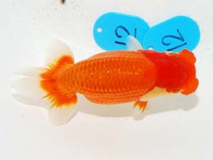 錦友会 行司一　小澤忠幸　沼津市