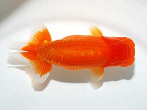 錦友会　行司二　山口伊佐夫　浜松市