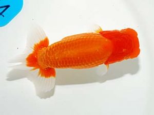 錦友会　行司三　内野義郎　浜松市