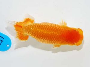 錦友会　東脇行司　吉村友良　富士市