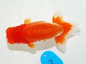 錦友会　西大関　平野睦二　浜松市