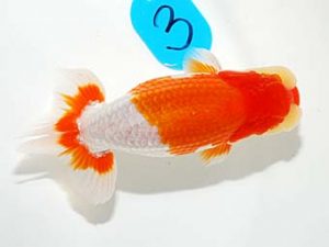 錦友会　立行司　鈴木和男　浜松市