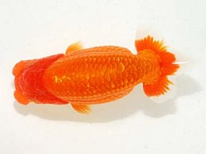 錦友会　東取締　松本芳夫　静岡市