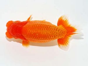 錦友会　西取締　鈴木和也　沼津市