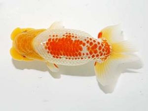 錦友会 東関脇　小澤忠幸　沼津市