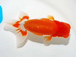 錦友会 西関脇　服部行宏　磐田市