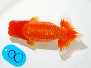 錦友会 東小結　松本芳夫　静岡市