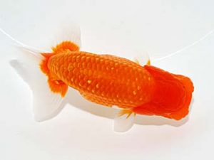 錦友会 西小結　中川元吉　磐田市