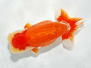 錦友会　鈴木裕司　袋井市