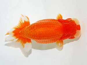 錦友会　西大関　鈴木裕司　袋井市