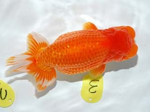 錦友会　立行司　鈴木克己　浜松市