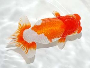 錦友会　東取締　林　達夫　一宮市