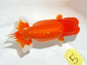 錦友会　西取締　杉本敦彦　富士市