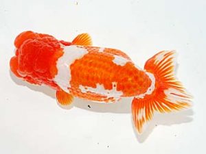 錦友会　安藤　寛　浜松市