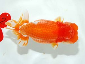 錦友会　西大関　河内広明　磐田市