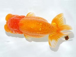 錦友会　東取締　村上誠明　静岡市