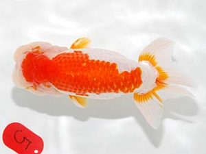 錦友会　西取締　村上誠明　静岡市