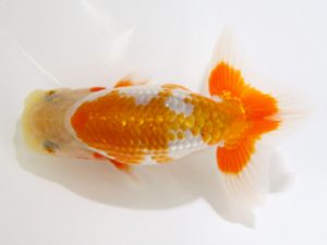 北日本支部 東大関 上村義行 北日本支部 東大関 上村義行