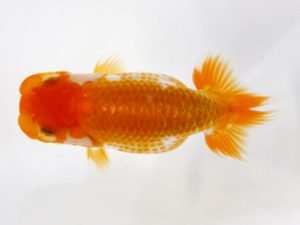 北日本支部 西大関 伊藤幸樹 北日本支部 西大関 伊藤幸樹