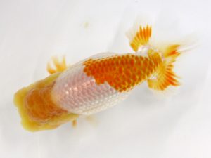 北日本支部 立行司 本間孝一 北日本支部 立行司 本間孝一