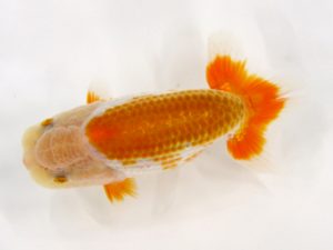 北日本支部 取締二 佐藤久治 北日本支部 取締二 佐藤久治