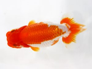 北日本支部 東大関 上村義行 北日本支部 東大関 上村義行