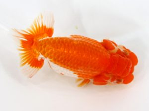 北日本支部 西大関 斎藤一郎 北日本支部 西大関 斎藤一郎