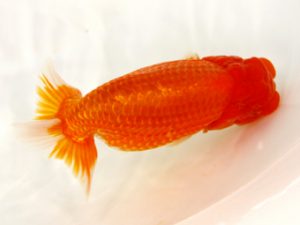 北日本支部 立行司 上村義行 北日本支部 立行司 上村義行