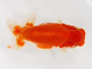 北日本支部 取締一 佐藤 治 北日本支部 取締一 佐藤 治