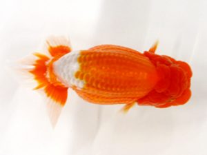 北日本支部 取締二 佐々木政春 北日本支部 取締二 佐々木政春