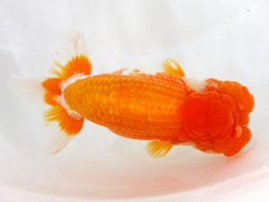 北日本支部 東大関 佐々木政春 北日本支部 東大関 佐々木政春