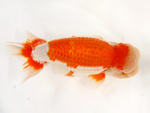 北日本支部 立行司 小島次彦 北日本支部 立行司 小島次彦