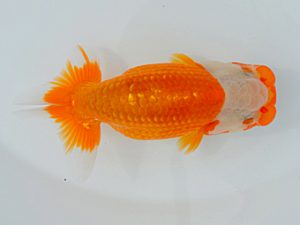 土佐らんちゅう愛好会　東大関　寒川秀春　香川県