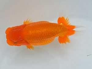 土佐らんちゅう愛好会　立行司　川村和己　高知県