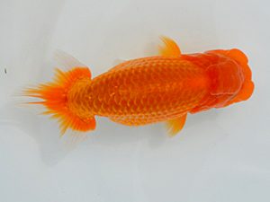 土佐らんちゅう愛好会　東取締　竹谷義正　香川県