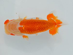 土佐らんちゅう愛好会　西取締　森田光男　高知県