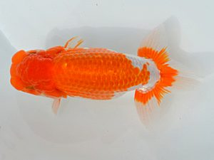 土佐らんちゅう愛好会　東大関　松田豊道　高知県