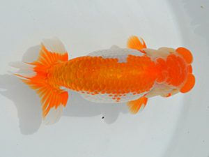 土佐らんちゅう愛好会　西大関　森田光男　高知県