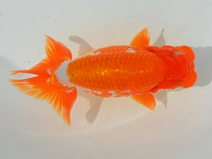 土佐らんちゅう愛好会　立行司　篠原　敬　徳島県