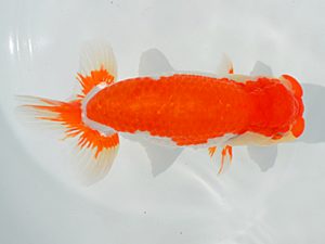 土佐らんちゅう愛好会　東大関　宮本富生　徳島県