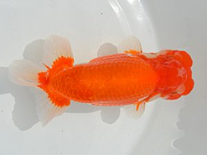 土佐らんちゅう愛好会　西大関　藤野　武　香川県