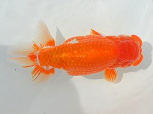 土佐らんちゅう愛好会　立行司　藤野　武　香川県