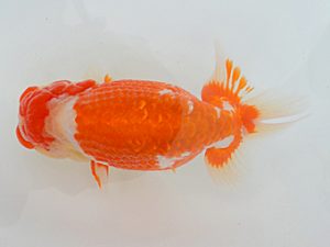 土佐らんちゅう愛好会　東取締　細川隆憲　香川県