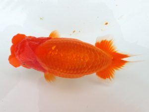 三重支部大会　東大関　小倉　覚　度会郡